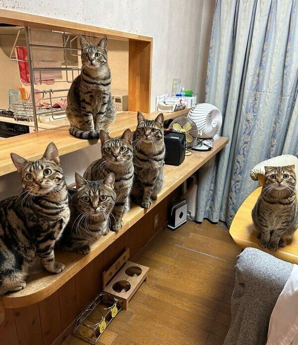 ごはん待ち中の猫たち