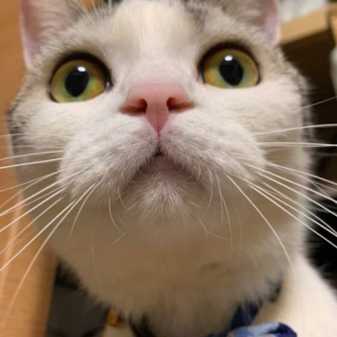 猫がいれば恋人はいらない と思う飼い主 赤裸々なホンネとは ねこのきもちweb Magazine 猫がいれば恋人はいらない と思う飼い主 赤裸々なホンネとは ねこのきもちweb Magazine