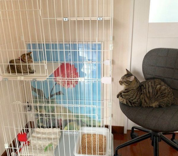 初対面するサボちゃんとコルちゃん