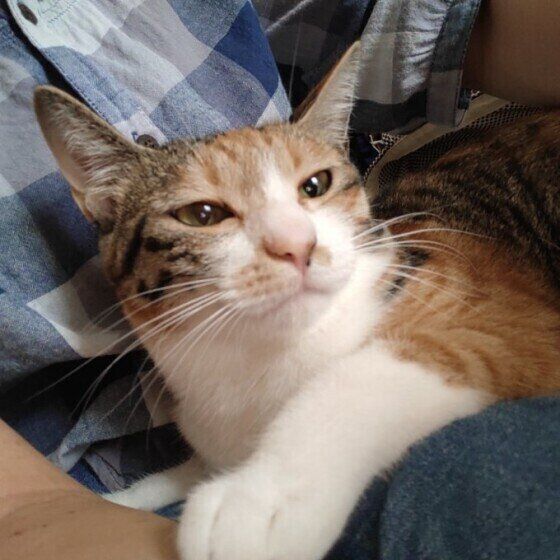 猫が 笑顔 になるのはどんなとき かわいい 笑顔 の写真も大集合 ねこのきもちweb Magazine