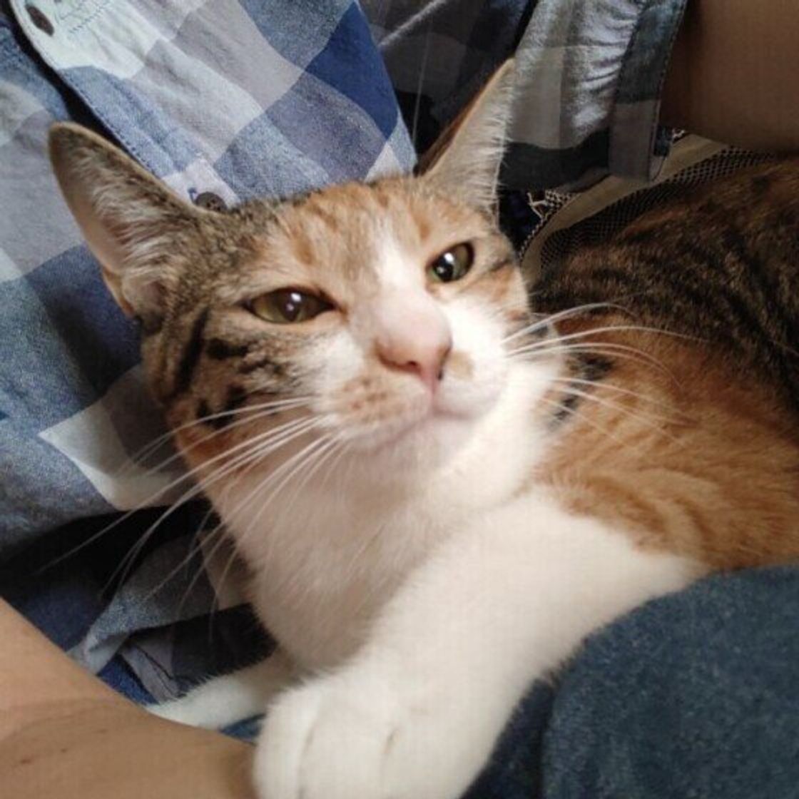 猫が 笑顔 になるのはどんなとき かわいい 笑顔 の写真も大集合 ねこのきもちweb Magazine 猫が 笑顔 になるのはどんなとき かわいい 笑顔 の写真も大集合 ねこのきもちweb Magazine