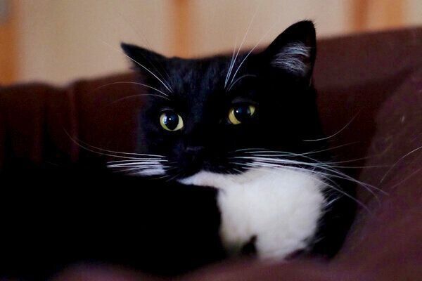 クッションでくつろぐ、うにくん