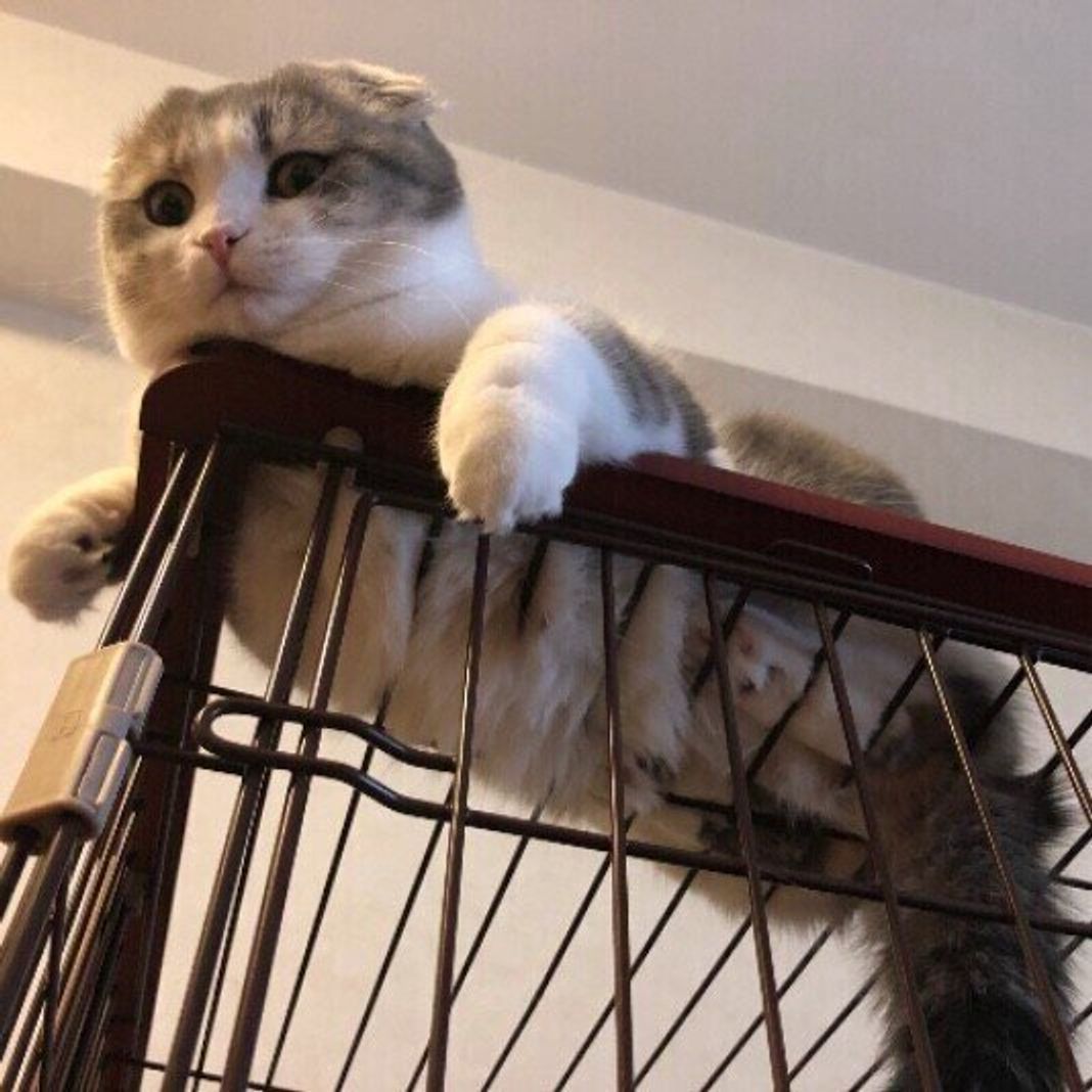 21年最新 おしゃれな猫のケージ 獣医師の選び方のアドバイスも ねこのきもちweb Magazine 21年最新 おしゃれな猫のケージ 獣医師の選び方のアドバイスも ねこのきもちweb Magazine