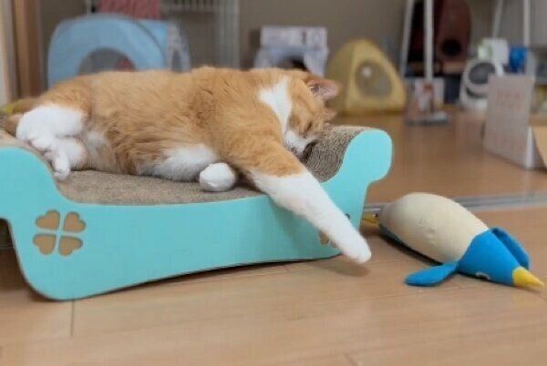 結局寝落ちしてしまったさんてくん