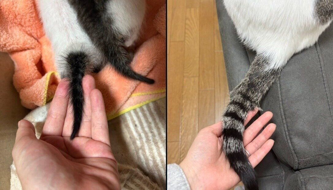 ベンツちゃんのしっぽのビフォーアフター