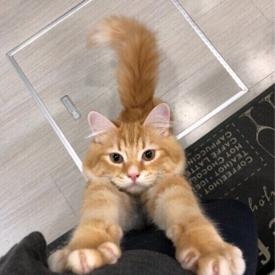 見つめるサイベリアン