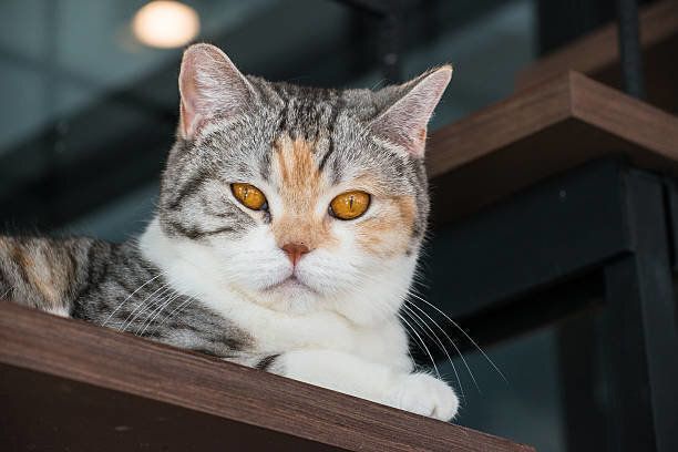 ワイヤーアート　猫　アメリカンショートヘア　ワイヤークラフト　ねこ　ネコ ワイヤーアート ワイヤークラフト 猫 ねこ ネコ【受注制作