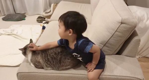 マッサージされる猫