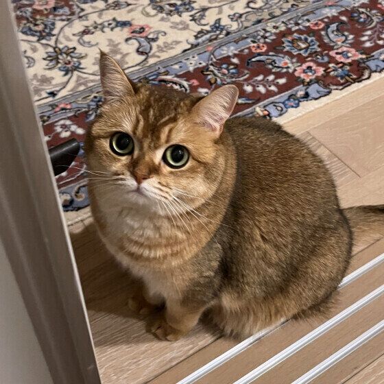 ブリティッシュショートヘアのイロナちゃん  