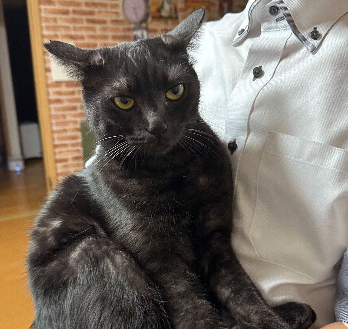 抱っこされる虎くん