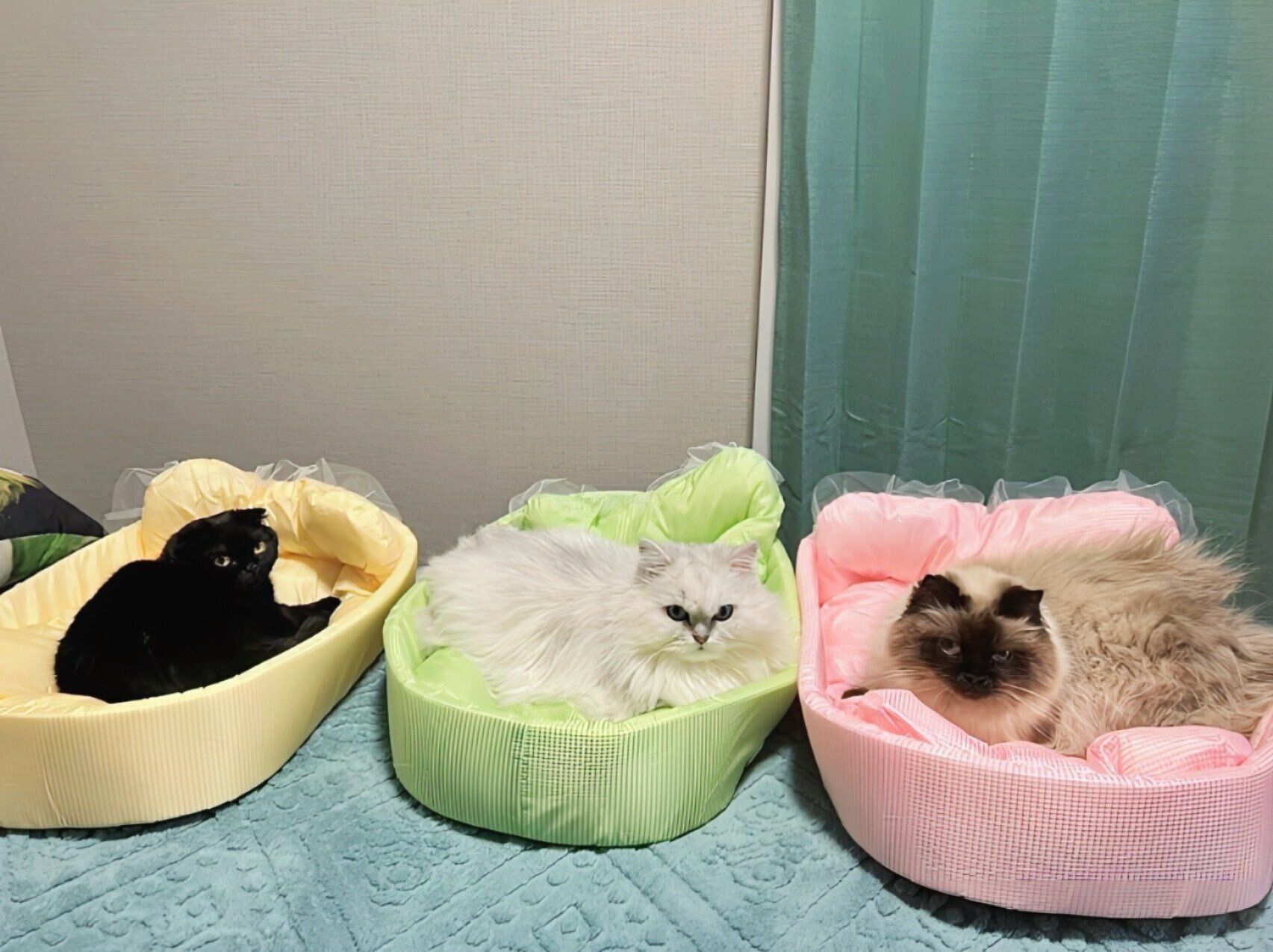 室内にいる3匹の猫