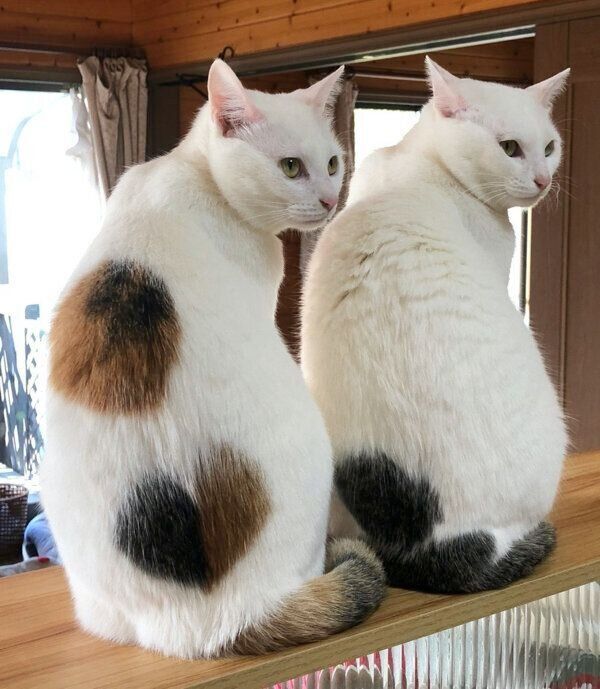 ポーズがシンクロする小夏ちゃんと小桃ちゃん