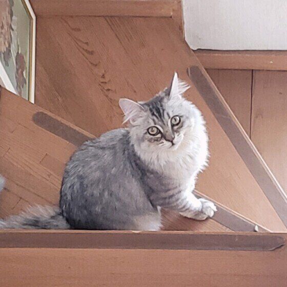 階段で振り返る猫