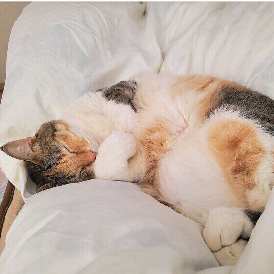 飼い主さんに甘えるまといちゃん