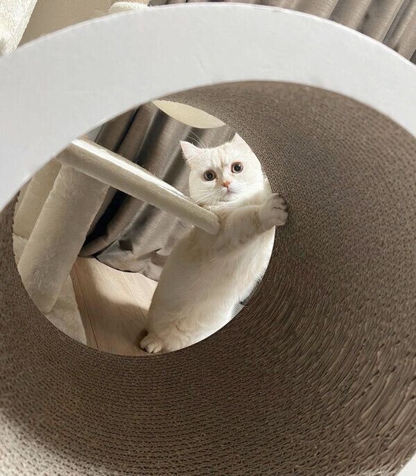 爪とぎをするちくわくん