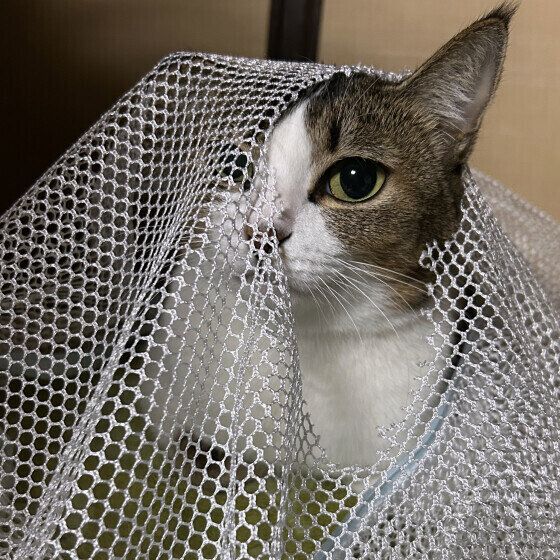 日本ネコの夏鈴ちゃん