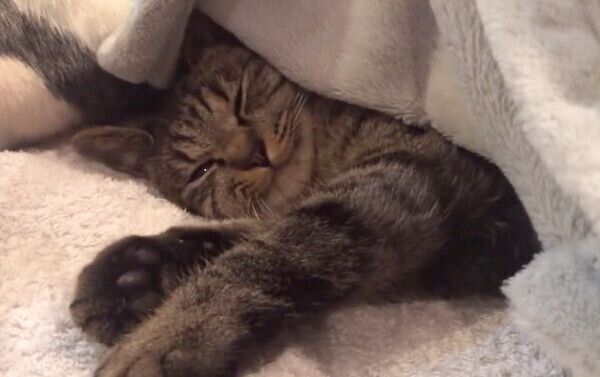 まったりするアテチちゃん