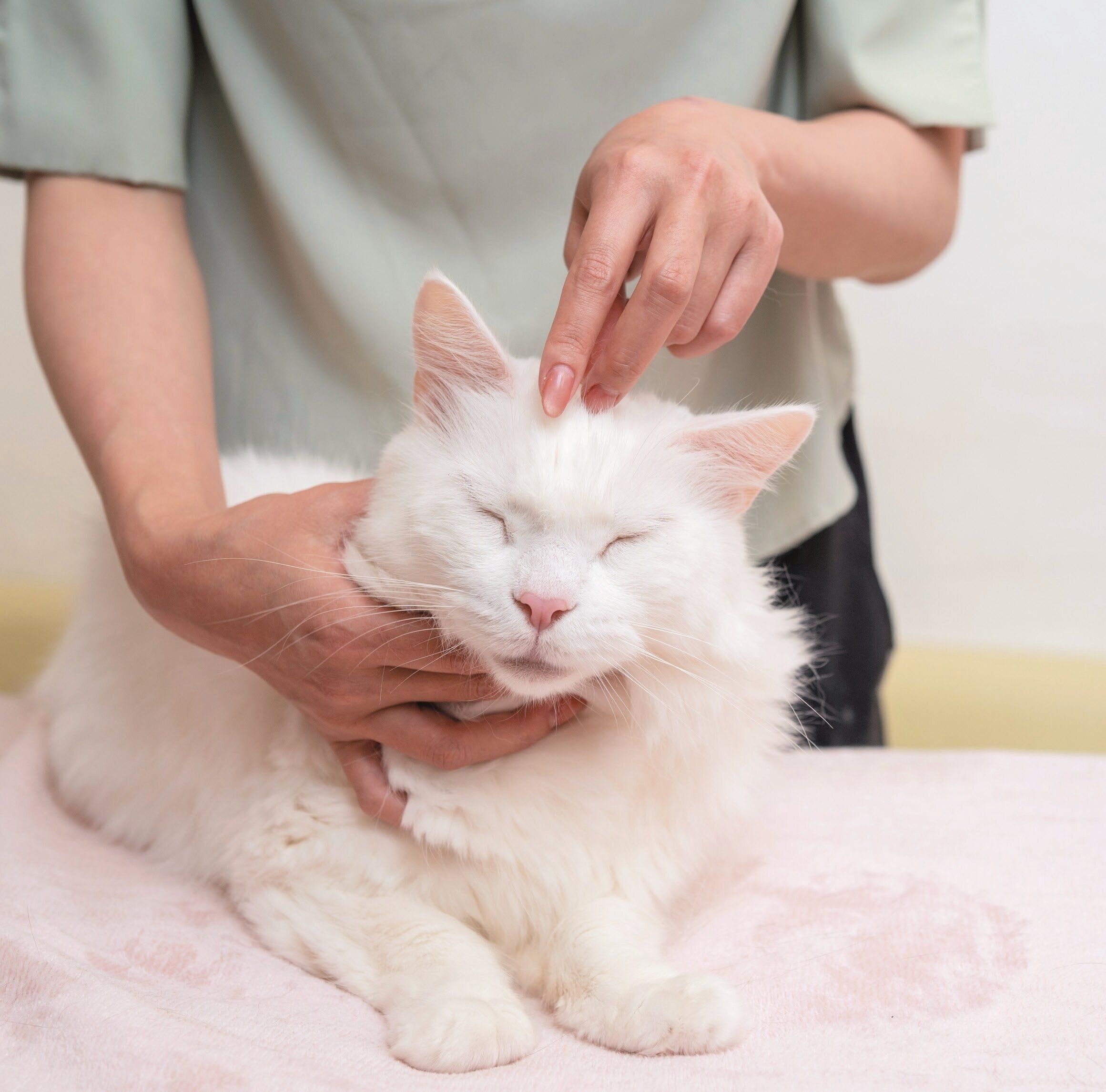 顔まわりのツボを刺激するマッサージ