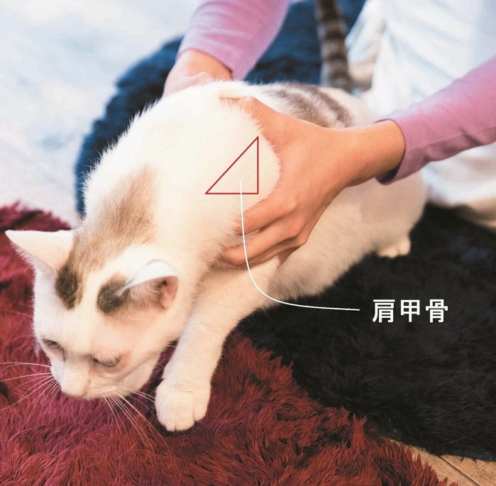 あなたもできる! 抱っこが苦手な猫でも嫌がりにくい「抱き方」3つのコツ|ねこのきもちWEB MAGAZINE