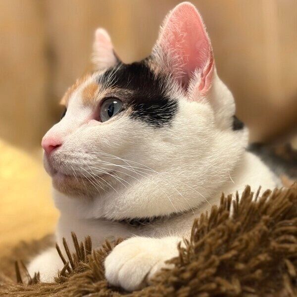 冬毛のニケちゃん