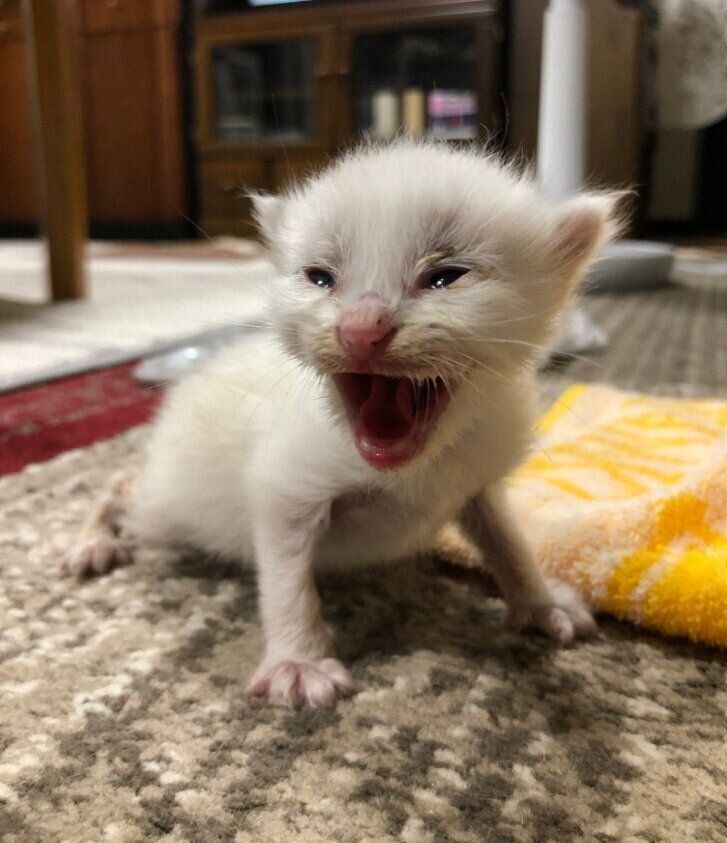 大きく口を開けている子猫