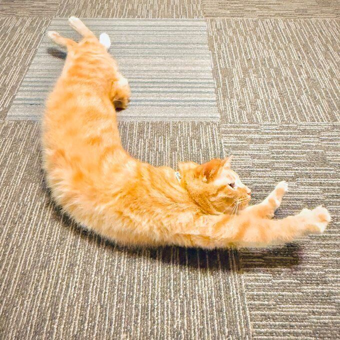 体を反らせている猫