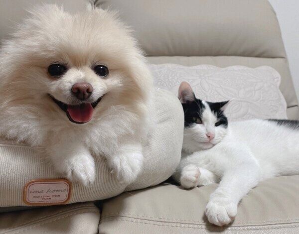 体を寄せ合うアポちゃんとハルくんコンビ