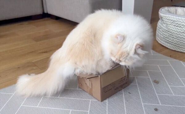 箱に入ろうとするおこめちゃん