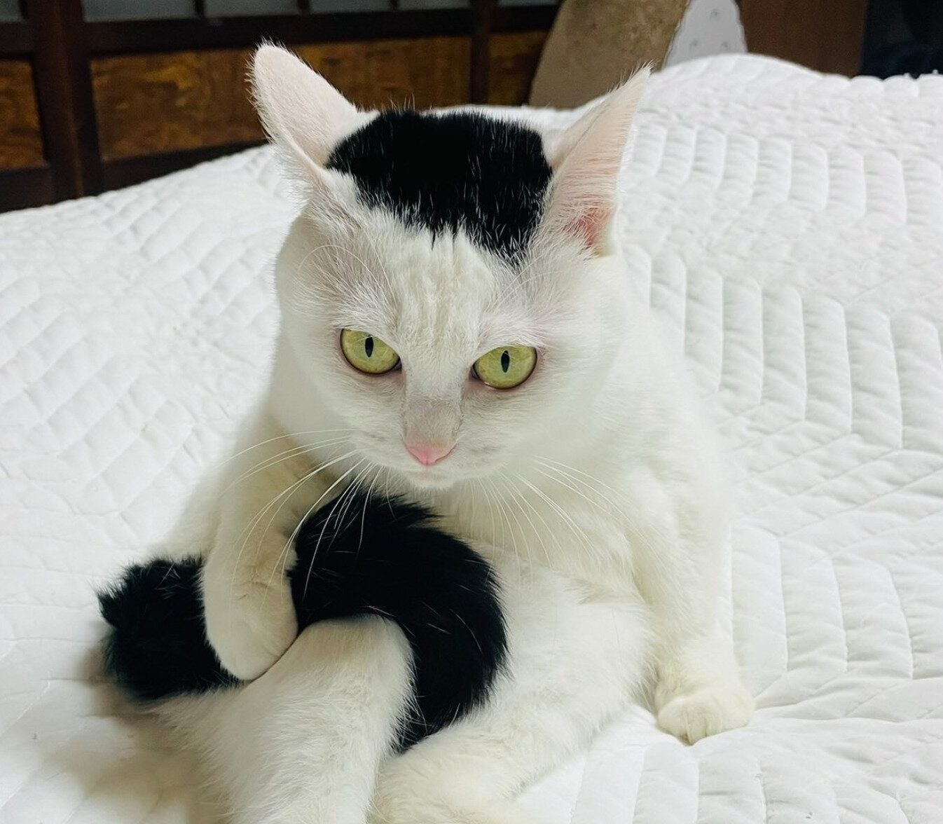 しっぽを持つぺーちゃん