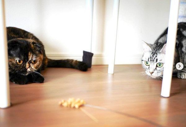 元保護猫・うにちゃんとごまちゃん