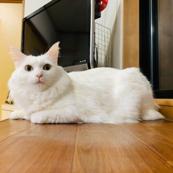 見つめるメインクーン