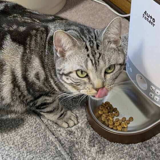 フードを食べるシャルちゃん