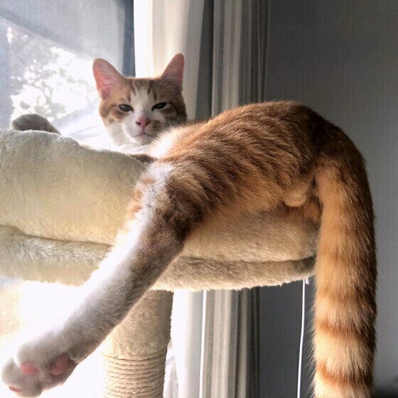 猫タワーに寝そべる麦くん（MIX）