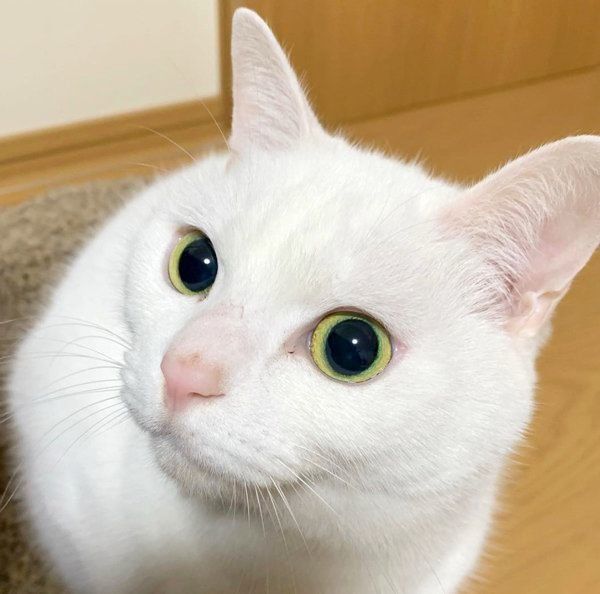 元保護猫・ミカヅキちゃん