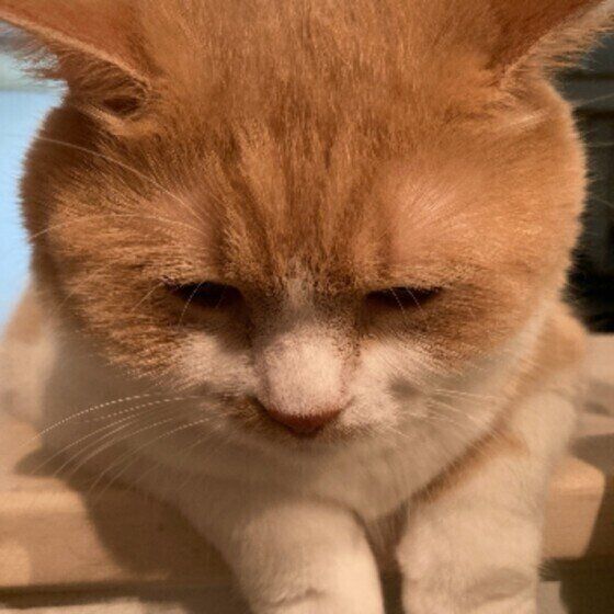 らんまるくん（マンチカン）