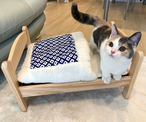 猫ベッドの上に乗るアラレちゃん