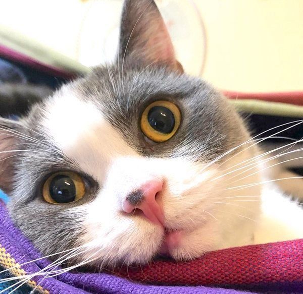 くりくりお目めのブリティッシュショートヘア