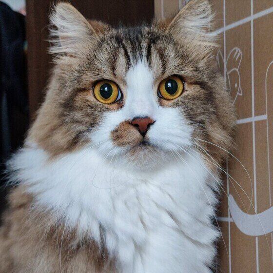 スコティッシュフォールドロングの絆くん