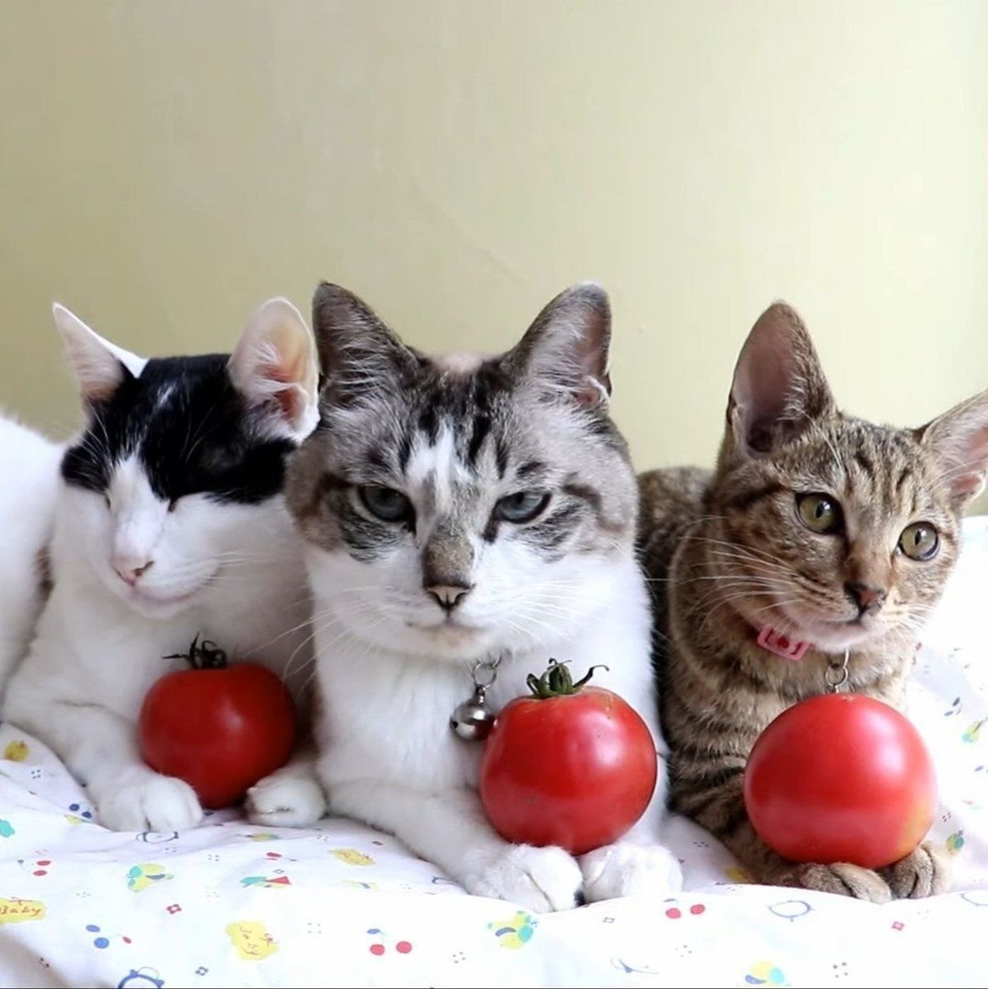 ジャケ写のようなキメ顔 トマトをのせた猫がイケメンすぎる ねこのきもちweb Magazine ジャケ写のようなキメ顔 トマトをのせた猫がイケメンすぎる ねこのきもちweb Magazine