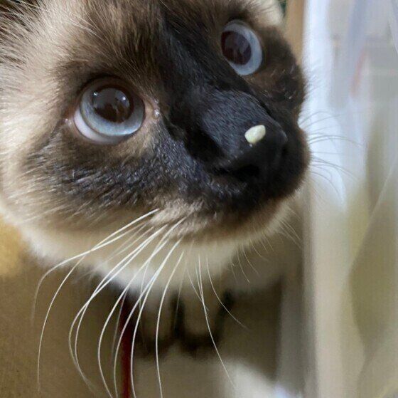 鼻に砂を付けたぎんなんちゃん