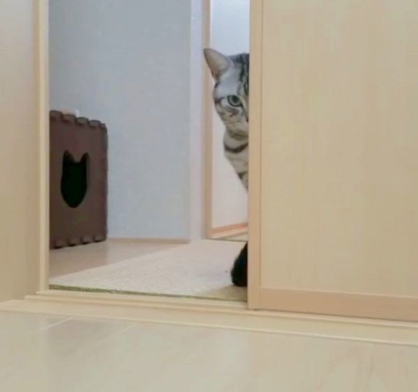 おやつを催促するアメリカンショートヘア