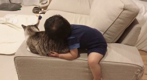 マッサージされる猫