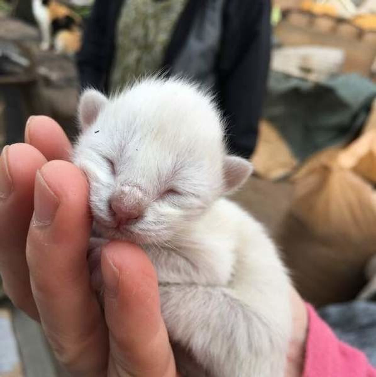 ねこのきもち 子猫に与えるミルクの種類 量や回数とは 2つのngポイントも ねこのきもちweb Magazine ねこのきもち 子猫に与えるミルクの種類 量や回数とは 2つのngポイントも ねこのきもちweb Magazine