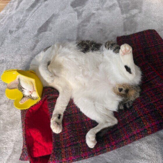 キジトラの幸くん