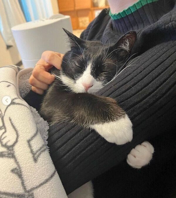 飼い主さんの腕にしがみついたまま眠るぽんずちゃん