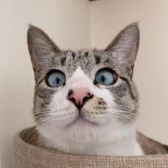 カメラ目線のむぎくん