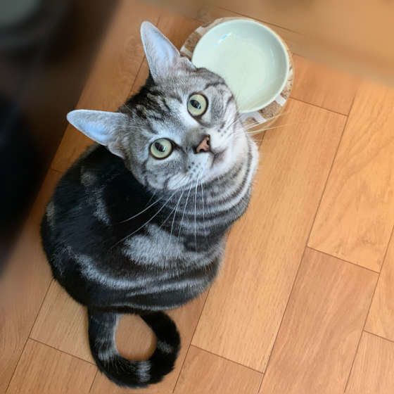 ごはんを待つアメリカンショートヘア