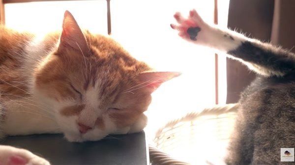 猫のアミ太郎ちゃんとおはぎちゃん