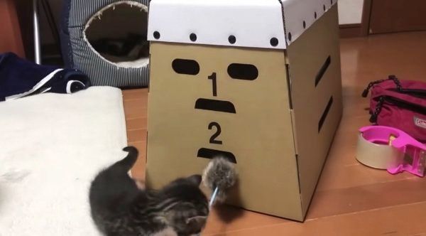 とび箱で遊ぶ猫