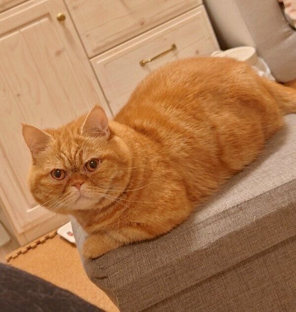 くつろぐ茶太郎くん